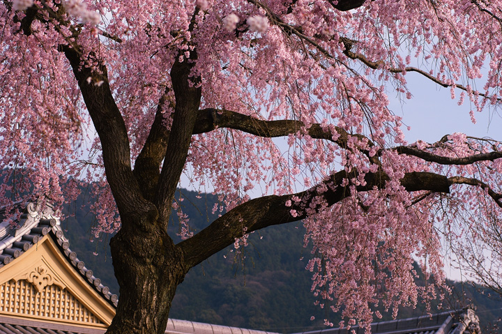 Sakura | Cherry tree